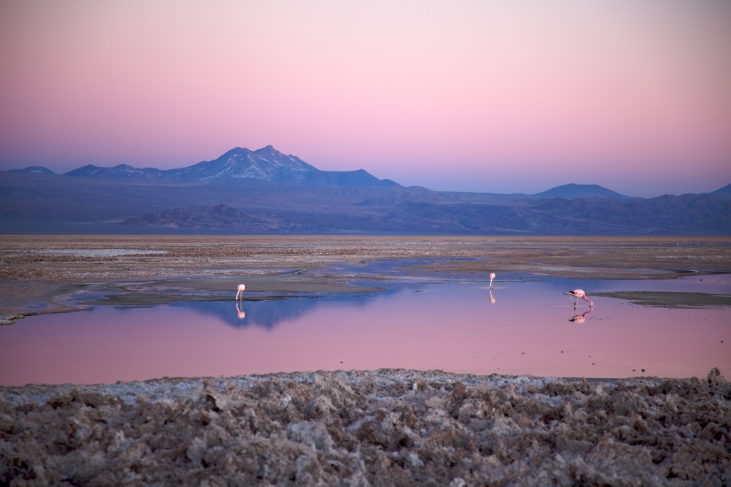 Salar de Atacama. Copyright Nicolas de Camaret.