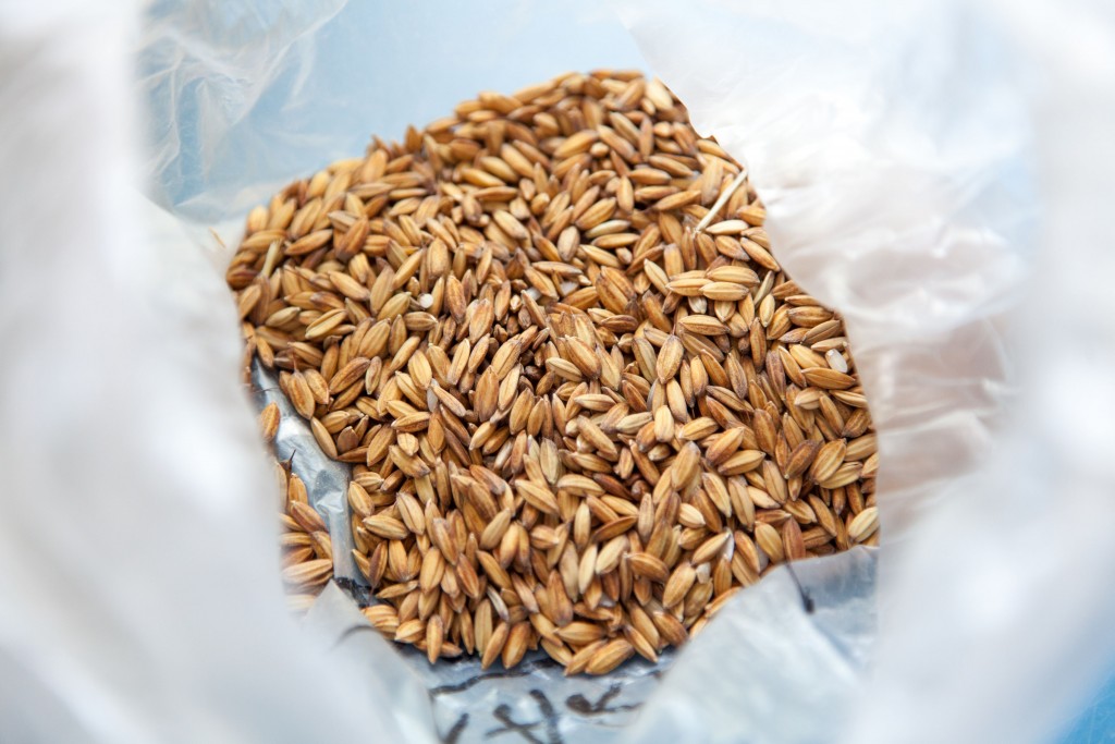 riz-riso-gallo-po-piemont-riziere-cereale-robbio-italie-rice-copyright-maeva-destombes_MG_7051