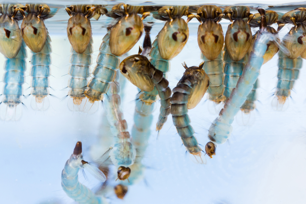 dengue-maladie-epidemique-polynesie-francaise-shutterstock_134180195-© smuay