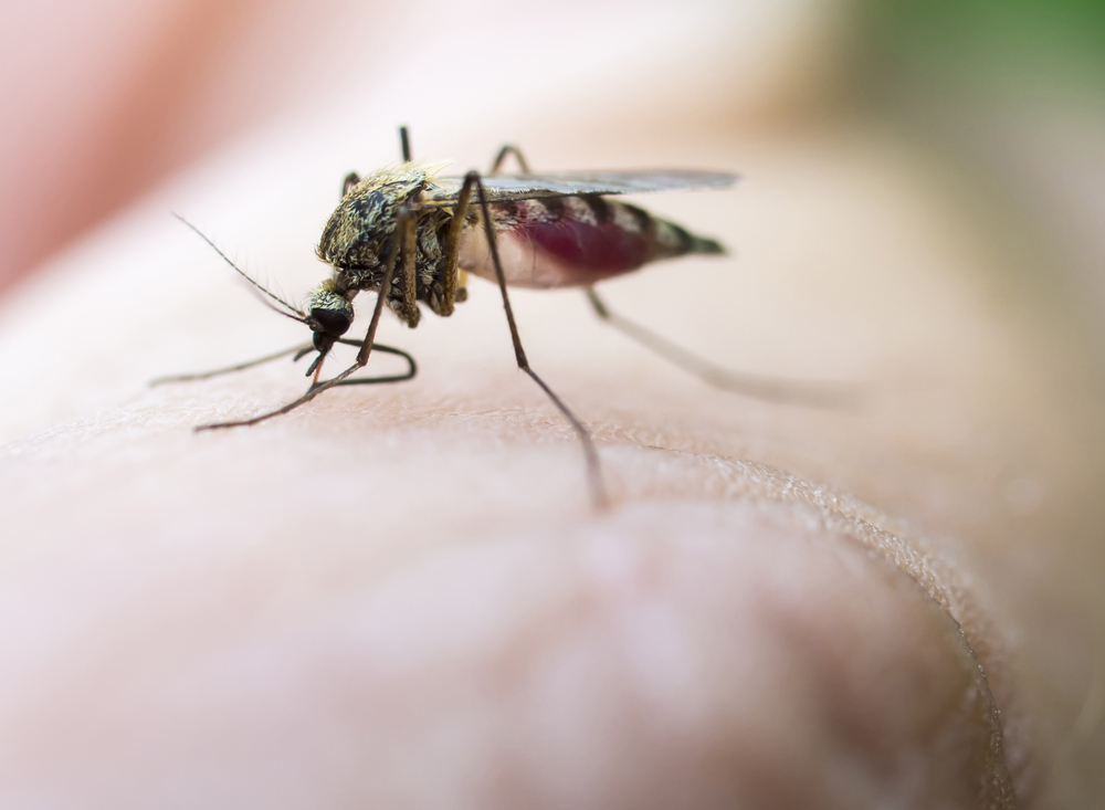 dengue-maladie-epidemique-polynesie-francaise-shutterstock_302038916-© vitakot