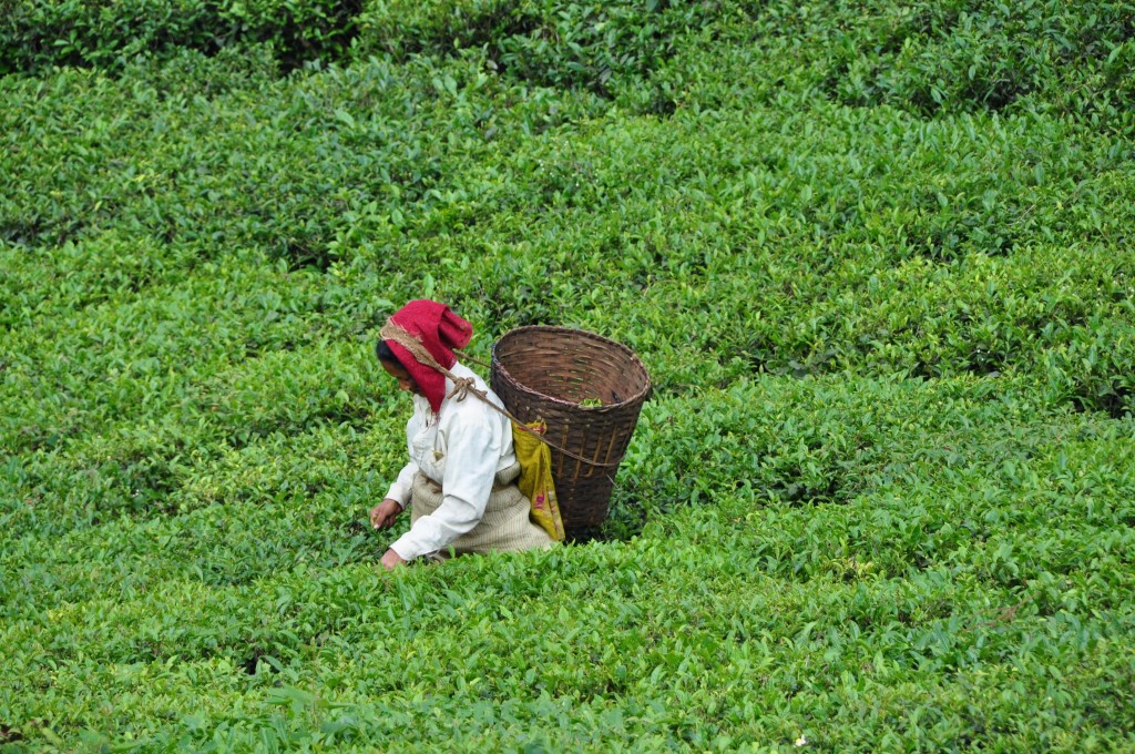 tendance-salon-gourmet-food-and-wine-selection-thes-George-Cannon-Plantation-Darjeeling-Inde