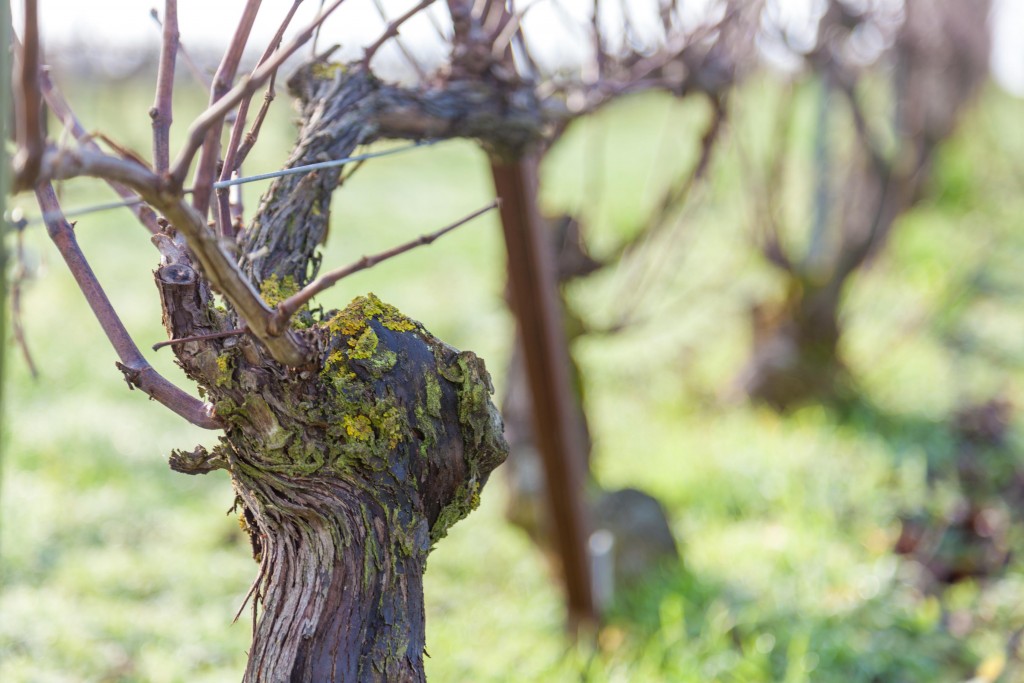cop21-champagne-durable-rechauffement-climatique-3550