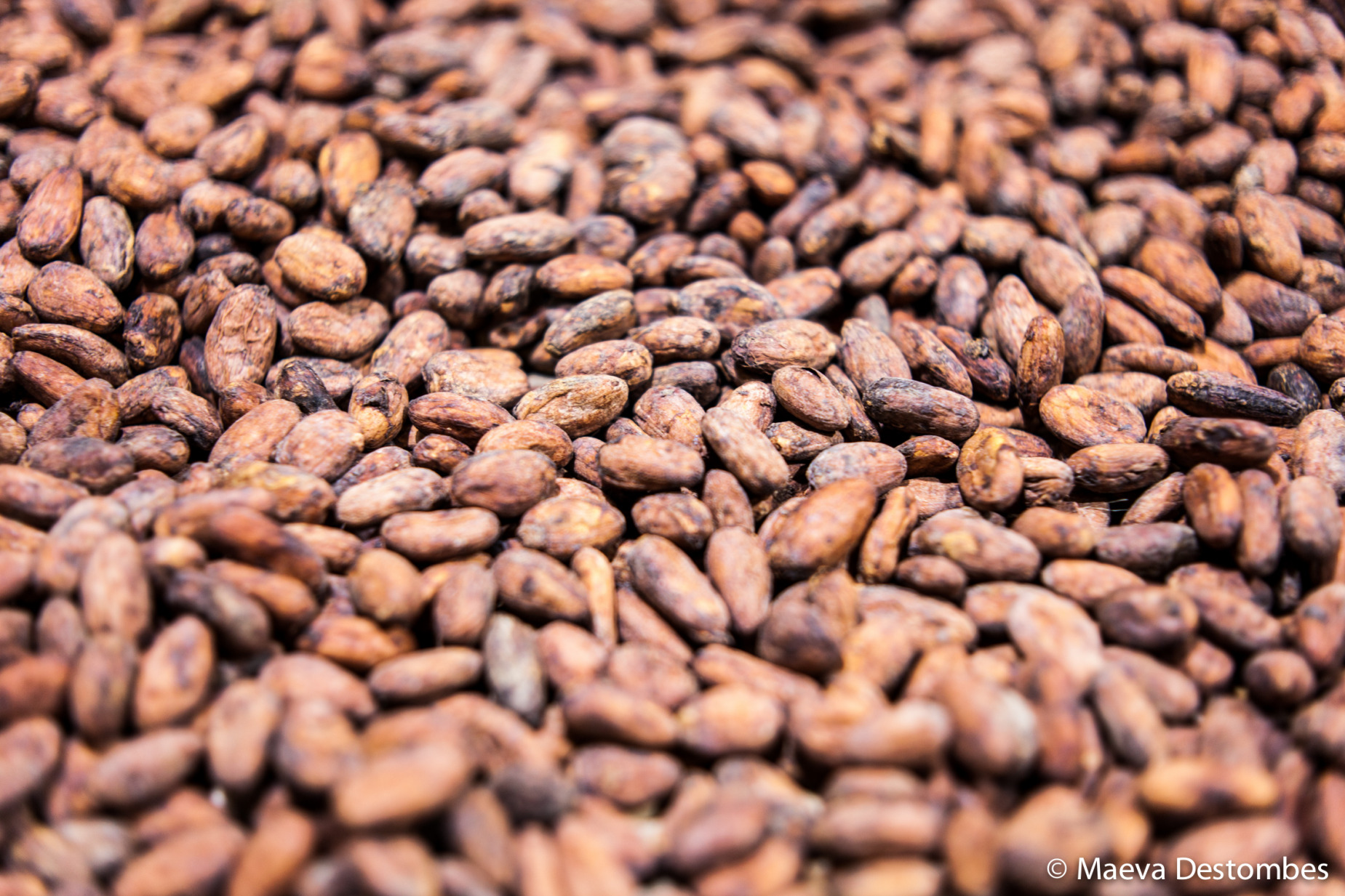 Des fèves de cacao torréfiées en vrac.