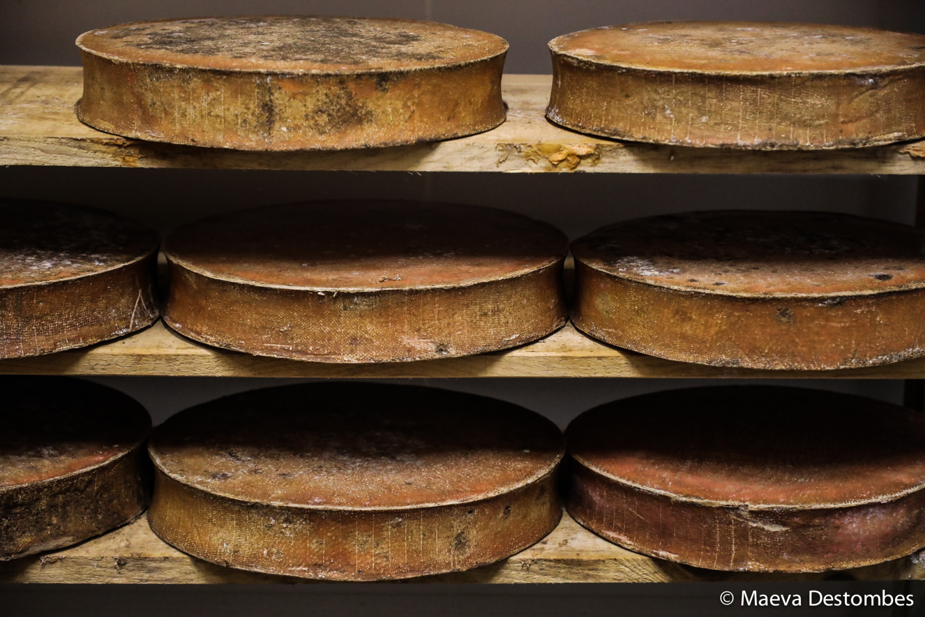 Close-up of Abondance cheeses being matured in the Azelie cellar in the center of the Portes du Soleil ski resort-village of Chatel in Haute-Savoie in France on December 20 of 2024. Gros plan sur des fromages abondance en train d etre affines dans la cave d Azelie situee au centre de la station-village de ski des portes du soleil Chatel en Haute-Savoie en France le 20 decembre 2024.