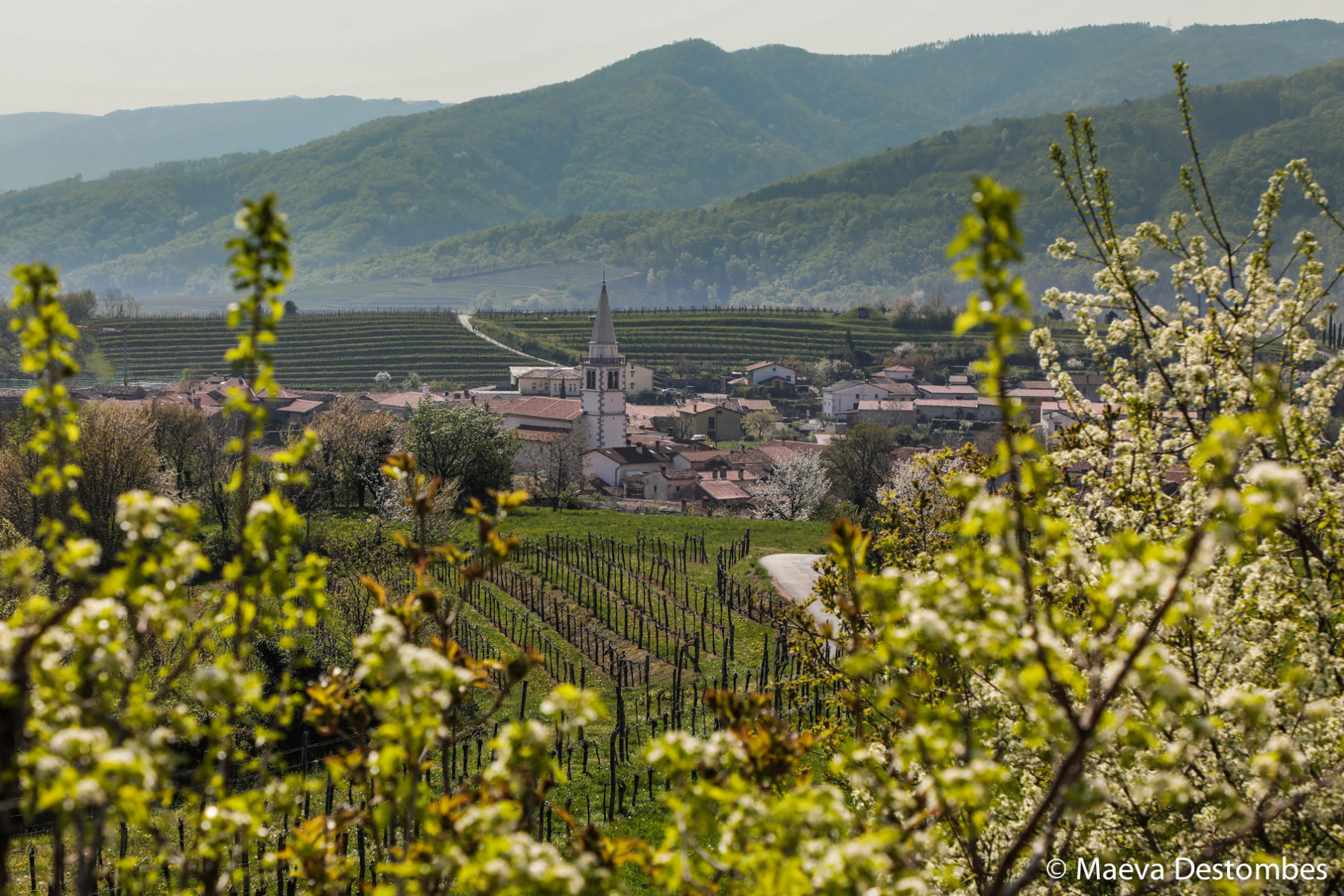 La vallée de Vipava est un véritable paradis pour les épicuriens avec ses successions de vignes entourant des villages pittoresques.